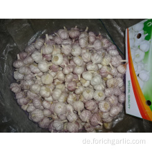 Kaufen Sie 2019 frischen normalen Knoblauch